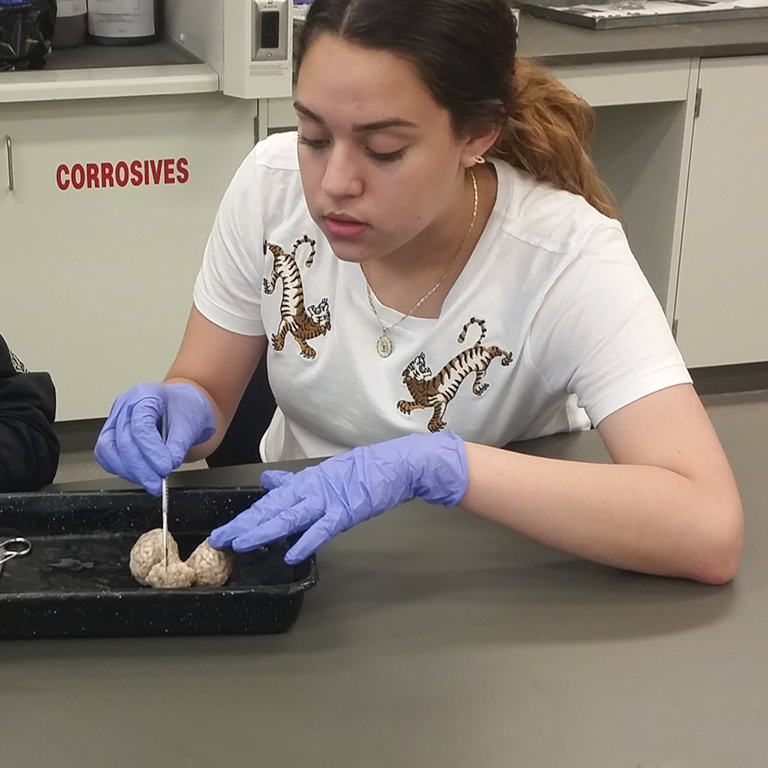 An Upward Bound student dissecting in a lab.